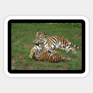 Tiger Mom and Cub Sticker